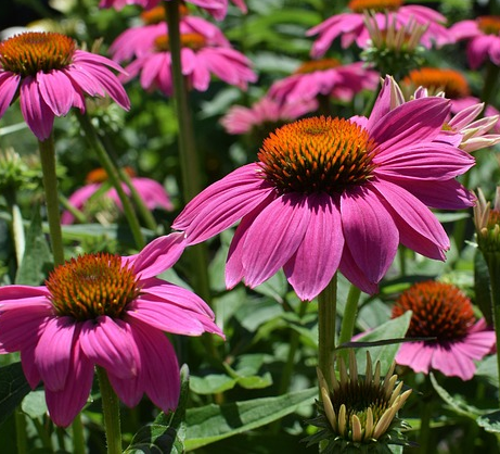 Echinacea purpurea ‘Prairie Splendor Deep Rose’ - Zonnehoed