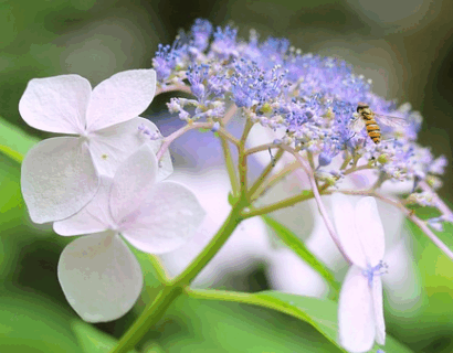 Hydrangea macrophylla ‘Lanarth White’ - Hortensia