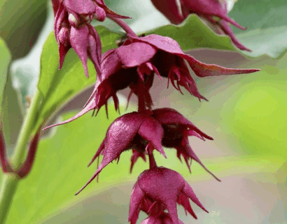 Leycesteria formosa ‘Little Lanterns’ - Fazantenbes