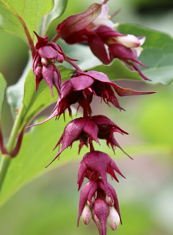 Leycesteria formosa ‘Little Lanterns’ - Fazantenbes