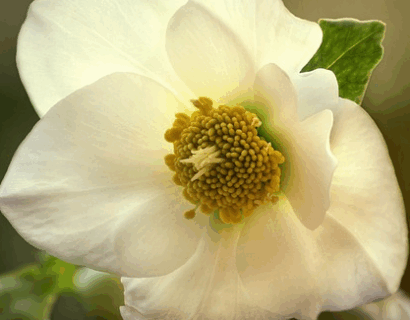 Helleborus frostkiss ‘Molly’s White’ - Nieskruid