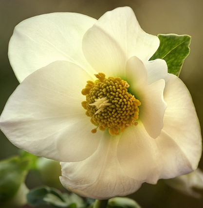 Helleborus frostkiss ‘Molly’s White’ - Nieskruid