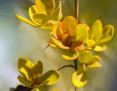 Berberis buxifolia ‘Nana’ - Zuurbes