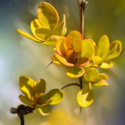 Berberis buxifolia ‘Nana’ - Zuurbes
