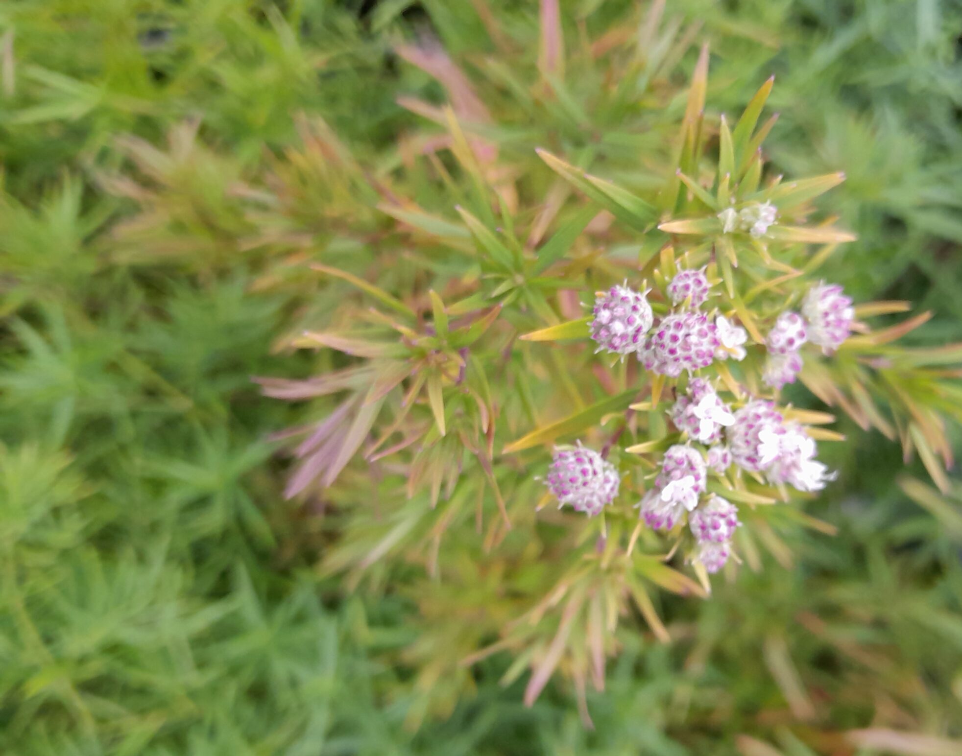 Pycnanthemum flexuosum - Amerikaanse Bergmunt