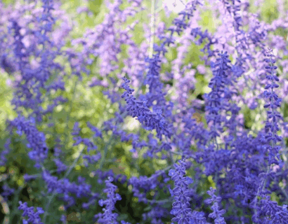Perovskia atriplicifolia ‘Prime Time’ - Russische salie