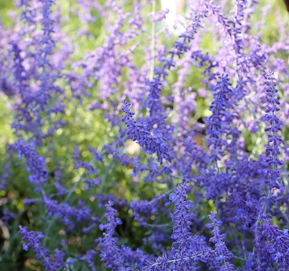Perovskia atriplicifolia ‘Prime Time’ - Russische salie