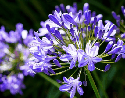 Agapanthus ‘Susan’ - Afrikaanse lelie