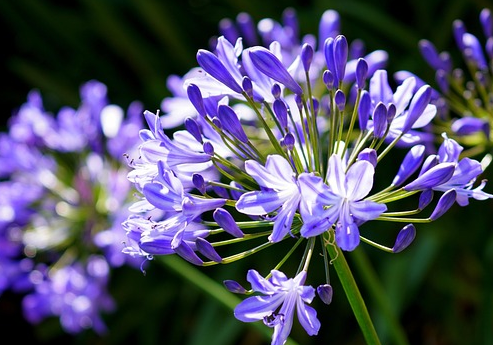 Agapanthus ‘Susan’ - Afrikaanse lelie