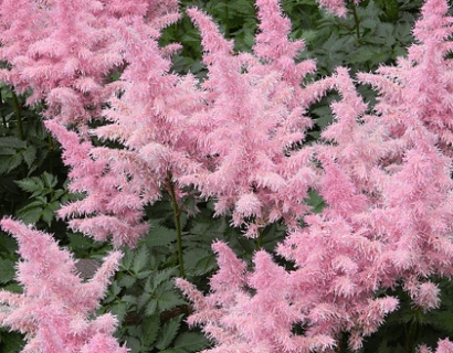 Astilbe arendsii ‘Zuster Theresa’ - Pluimspirea