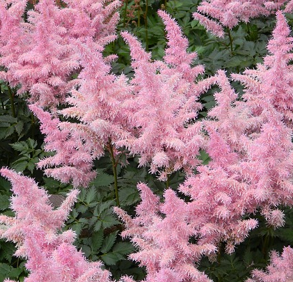 Astilbe arendsii ‘Zuster Theresa’ - Pluimspirea