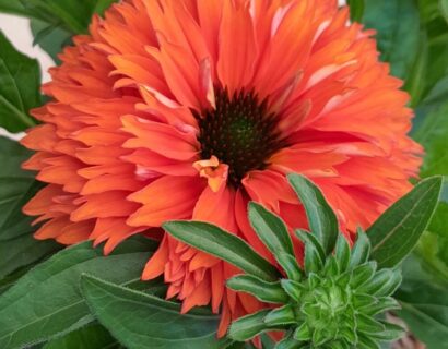 Echinacea Sunseekers ‘Mineola’ - Rode Zonnehoed