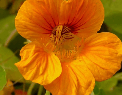 Tropaeolum Tuberosum - Knolcapucien