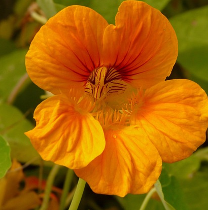 Tropaeolum Tuberosum - Knolcapucien