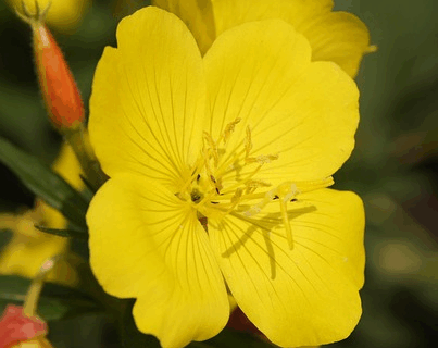 Oenothera Biennis - Teunisbloem