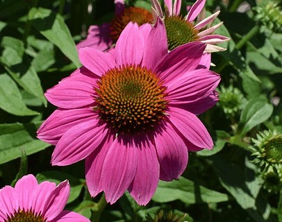 Echinacea Pickup Pink - Zonnehoed