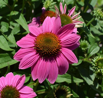 Echinacea Pickup Pink - Zonnehoed