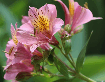 Alstroemeria Garden ‘Summer Rose’ - Incalelie