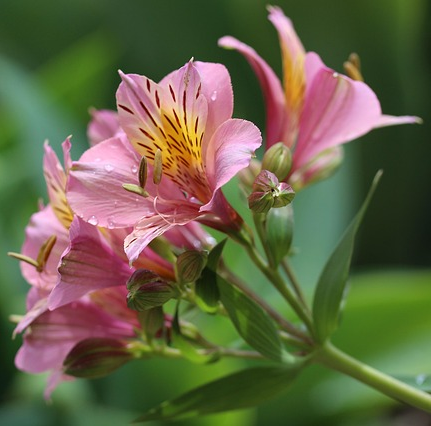 Alstroemeria Garden ‘Summer Rose’ - Incalelie