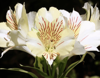 Alstroemeria ‘Summer Paradise Beach Valley’ - Incalelie
