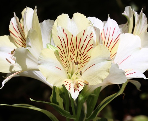 Alstroemeria ‘Summer Paradise Beach Valley’ - Incalelie