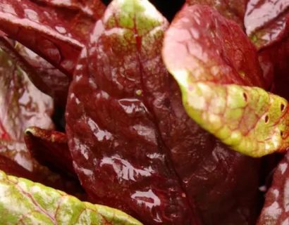 Rumex arifolius ‘Ruber’ - rode zuring