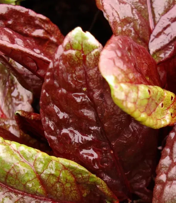Rumex arifolius ‘Ruber’ - rode zuring