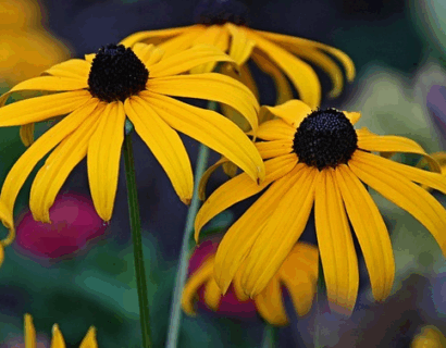 Rudbeckia fulgida speciosa - Zonnehoed