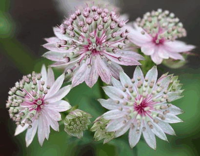 Astrantia major ‘Buckland’ - Zeeuw knoopje
