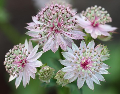 Astrantia major ‘Buckland’ - Zeeuw knoopje