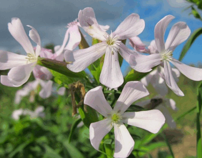 Saponaria officinalis - Zeepkruid