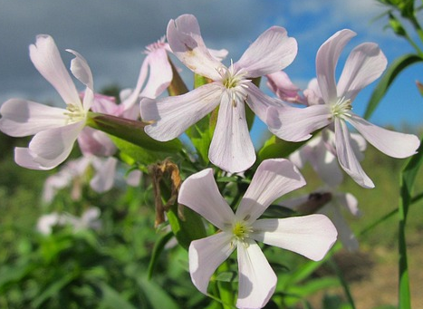 Saponaria officinalis - Zeepkruid