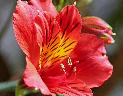 Alstroemeria ‘Summer Heat’ - Incalelie