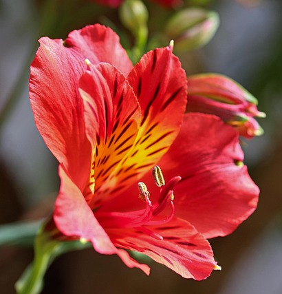 Alstroemeria ‘Summer Heat’ - Incalelie
