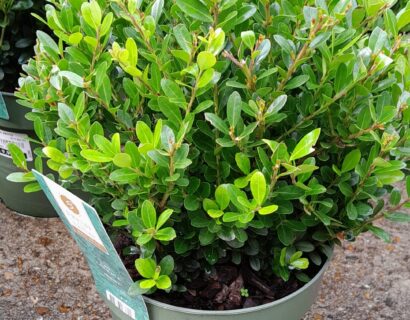 Ilex crenata Jenny bolvorm - Japanse Hulst