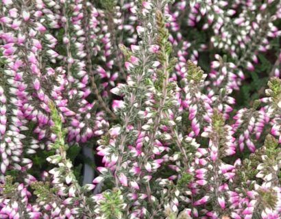 Calluna vulgaris ‘Liesbeth’ - Zomerheide- struikheide