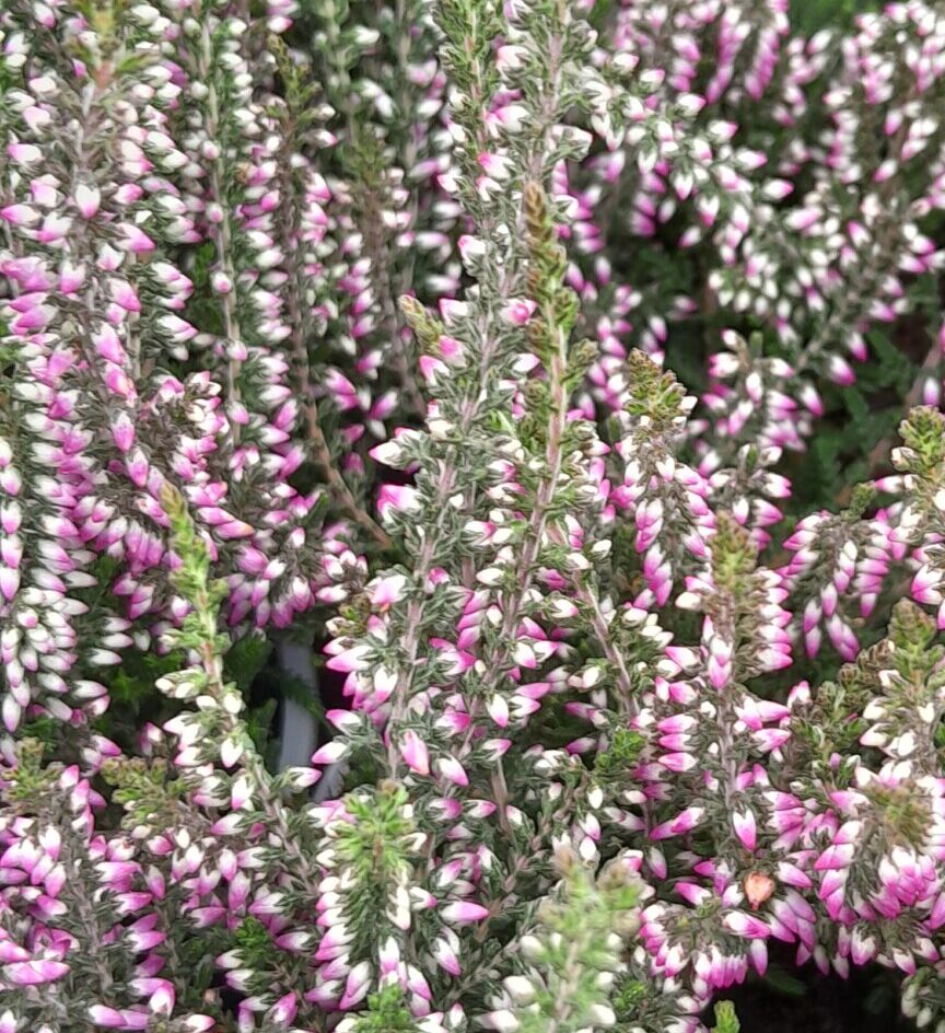 Calluna vulgaris ‘Liesbeth’ - Zomerheide- struikheide