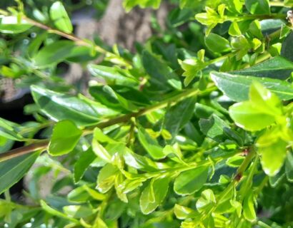 Euonymus jap. Jean Hugues - Kardinaalshoed
