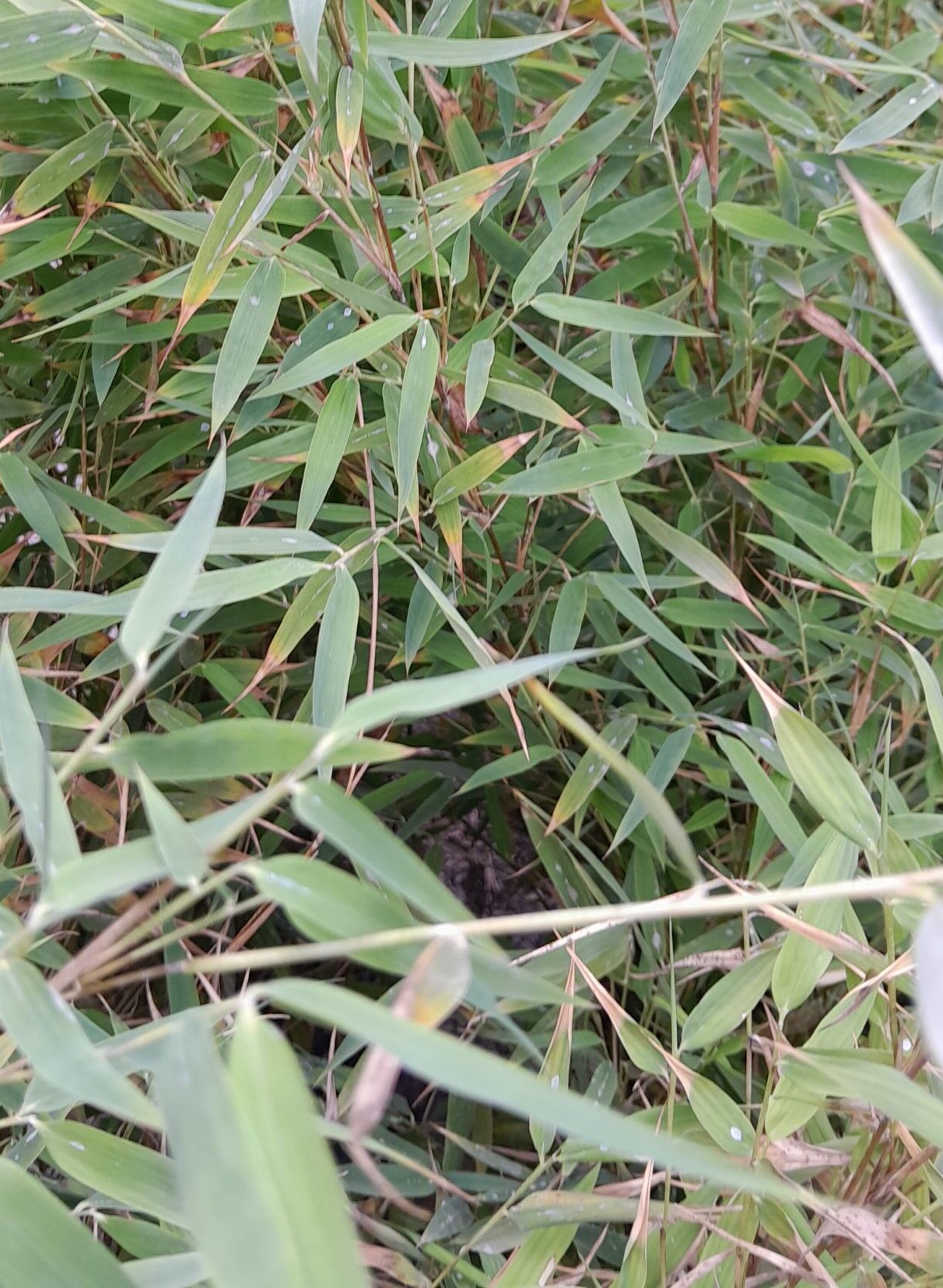 Fargesia ‘Red Dragon’ - Bamboe