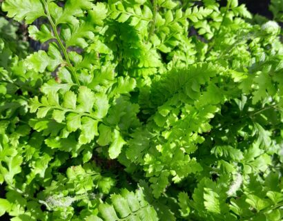 Polystichum setiferum ‘Dahlem’ - Zachte Naaldvaren