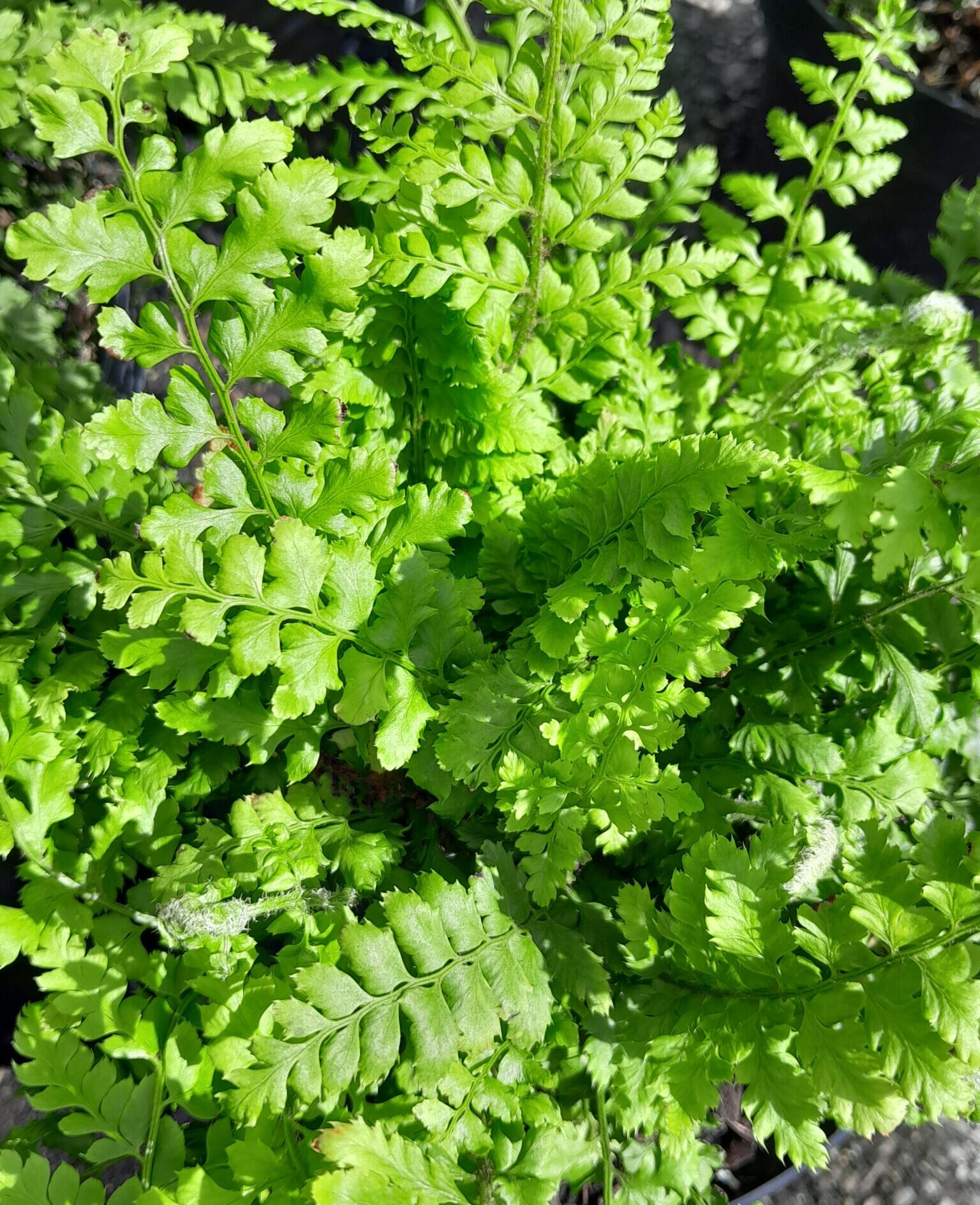 Polystichum setiferum ‘Dahlem’ - Zachte Naaldvaren