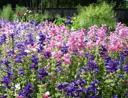 Salvia jamensis ‘Pluenn’ - Salie