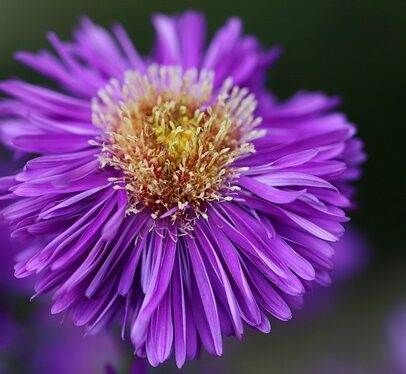 Aster novae-angliae ‘Purple Dome’ - Aster