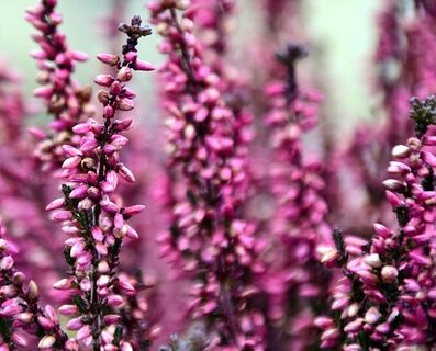 Calluna vulgaris ‘Marleen’ - Zomerheide/struikheide