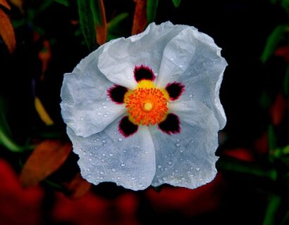 Cistus purpureus ‘Alan Fradd’ - Rotsroos