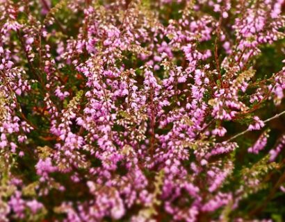 Calluna vulgaris ‘Pink Bettina’ - Zomerheide/Struikheide