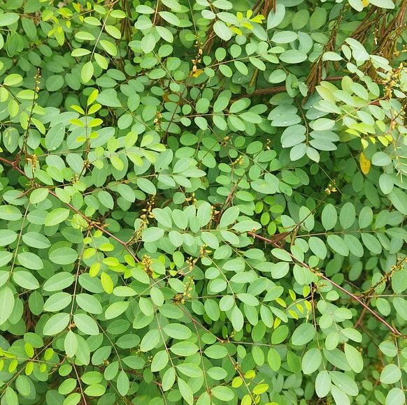 Indigofera heterantha ‘Gerardiana’ - Indigostruik