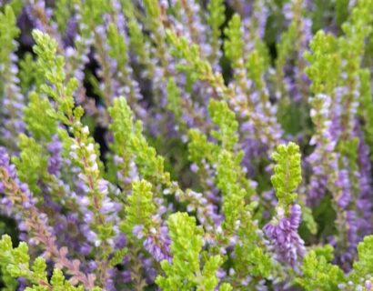 Calluna vulgaris ‘Charrington’ - Zomerheide , struikheide