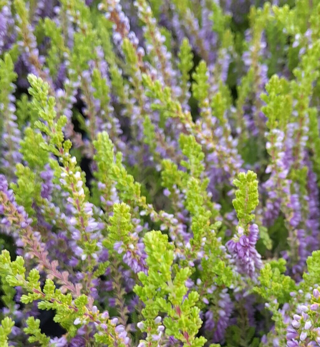 Calluna vulgaris ‘Charrington’ - Zomerheide , struikheide