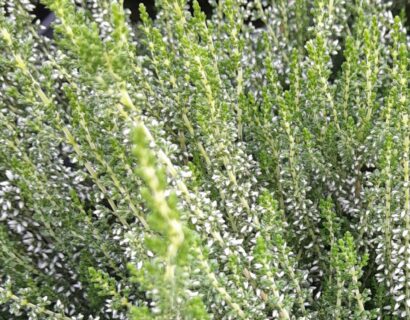 Calluna vulgaris ‘White Angie’ - Zomerheide - stuikheide